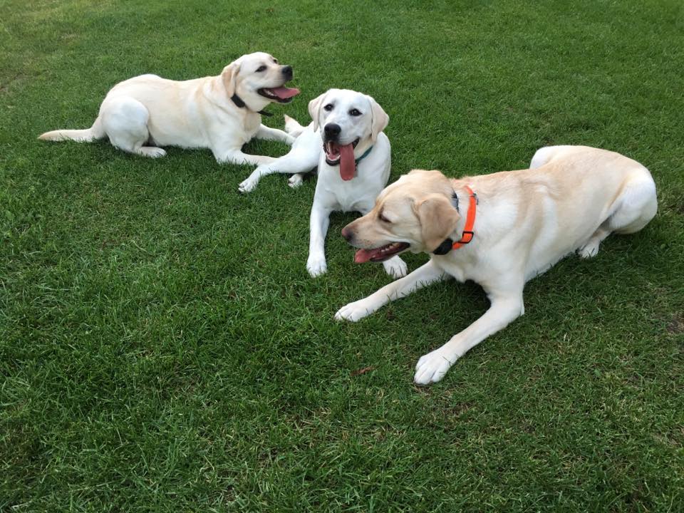 Minnesota Canine Consulting